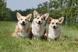 CORGI PEMBROKE 508